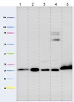 Cyclophilin F Antibody in Western Blot (WB)