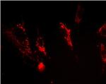 FXN Antibody in Immunocytochemistry (ICC/IF)