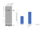 Mitofilin Antibody in Western Blot (WB)