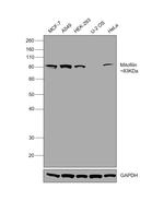 Mitofilin Antibody in Western Blot (WB)