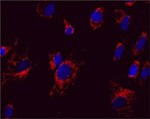 Mitofilin Antibody in Immunocytochemistry (ICC/IF)