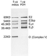 PDH Antibody in Western Blot (WB)