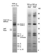 Complex III Antibody in Immunoprecipitation (IP)