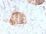 MTAP Antibody in Immunohistochemistry (Paraffin) (IHC (P))