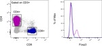 FOXP3 Antibody