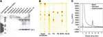 Cytochrome C Antibody in Western Blot (WB)