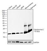 Cytochrome C Antibody in Western Blot (WB)