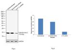 Cytochrome C Antibody in Western Blot (WB)