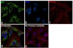 AIF Antibody in Immunocytochemistry (ICC/IF)