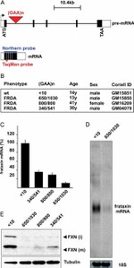 FXN Antibody in Western Blot (WB)