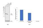 FXN Antibody in Western Blot (WB)