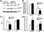 PDHA1 Antibody in Western Blot (WB)