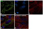 PDH Antibody in Immunocytochemistry (ICC/IF)