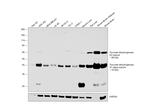 PDH Antibody in Western Blot (WB)