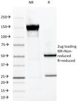 MUC1/CA15-3/EMA/CD227 (Epithelial Marker) Antibody in SDS-PAGE (SDS-PAGE)