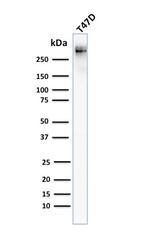 MUC1/CA15-3/EMA/CD227 (Epithelial Marker) Antibody in Western Blot (WB)