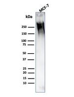 MUC1/CA15-3/EMA/CD227 (Epithelial Marker) Antibody in Western Blot (WB)