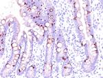 MUC2 (Mucin 2) Antibody in Immunohistochemistry (Paraffin) (IHC (P))