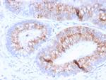 MUC2 (Mucin 2) Antibody in Immunohistochemistry (Paraffin) (IHC (P))