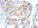 MUC2 (Mucin 2) Antibody in Immunohistochemistry (Paraffin) (IHC (P))