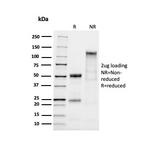 MUC2 (Mucin 2) Antibody in SDS-PAGE (SDS-PAGE)