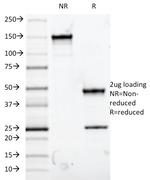 MUC5AC (Mucin 5AC/Gastric Mucin) Antibody in SDS-PAGE (SDS-PAGE)