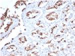 MUC5AC (Mucin 5AC/Gastric Mucin) Antibody in Immunohistochemistry (Paraffin) (IHC (P))