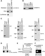 ELK1 Antibody in Western Blot (WB)