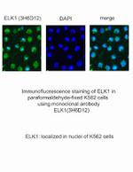 ELK1 Antibody in Immunocytochemistry (ICC/IF)