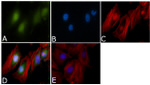 Aurora A Antibody in Immunocytochemistry (ICC/IF)