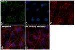 ATP5H Antibody in Immunocytochemistry (ICC/IF)