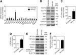 NDUFA9 Antibody in Western Blot (WB)