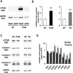 NDUFA9 Antibody in Western Blot (WB)