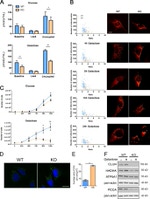 NDUFA9 Antibody in Western Blot (WB)