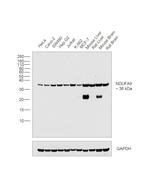 NDUFA9 Antibody in Western Blot (WB)