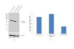 NDUFA9 Antibody in Western Blot (WB)