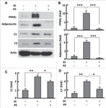 PPAR gamma Antibody in Western Blot (WB)