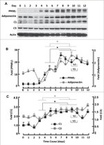 PPAR gamma Antibody in Western Blot (WB)