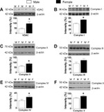 UQCRC1 Antibody in Western Blot (WB)