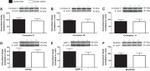 UQCRC1 Antibody in Western Blot (WB)