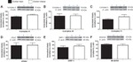 UQCRC1 Antibody in Western Blot (WB)