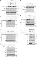 UQCRC1 Antibody in Western Blot (WB)