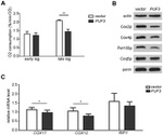 Porin Antibody in Western Blot (WB)