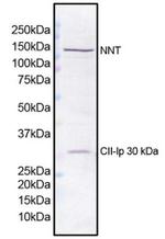 NNT Antibody in Western Blot (WB)