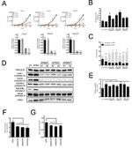 NDUFB8 Antibody in Western Blot (WB)