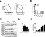 VDAC Antibody in Western Blot (WB)