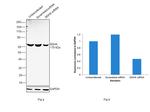 SDHA Antibody