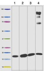 NDUFB8 Antibody in Western Blot (WB)