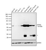 ATP5A1 Antibody in Western Blot (WB)