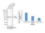 ATP5A1 Antibody in Western Blot (WB)